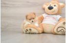 Best Pomeranian Baby