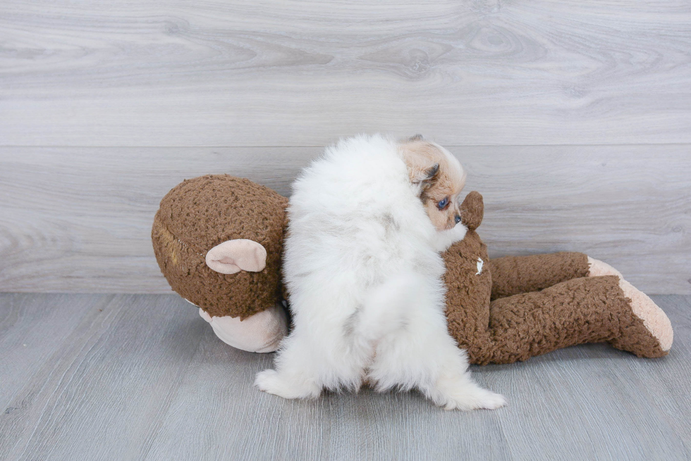 Happy Pomeranian Purebred Puppy