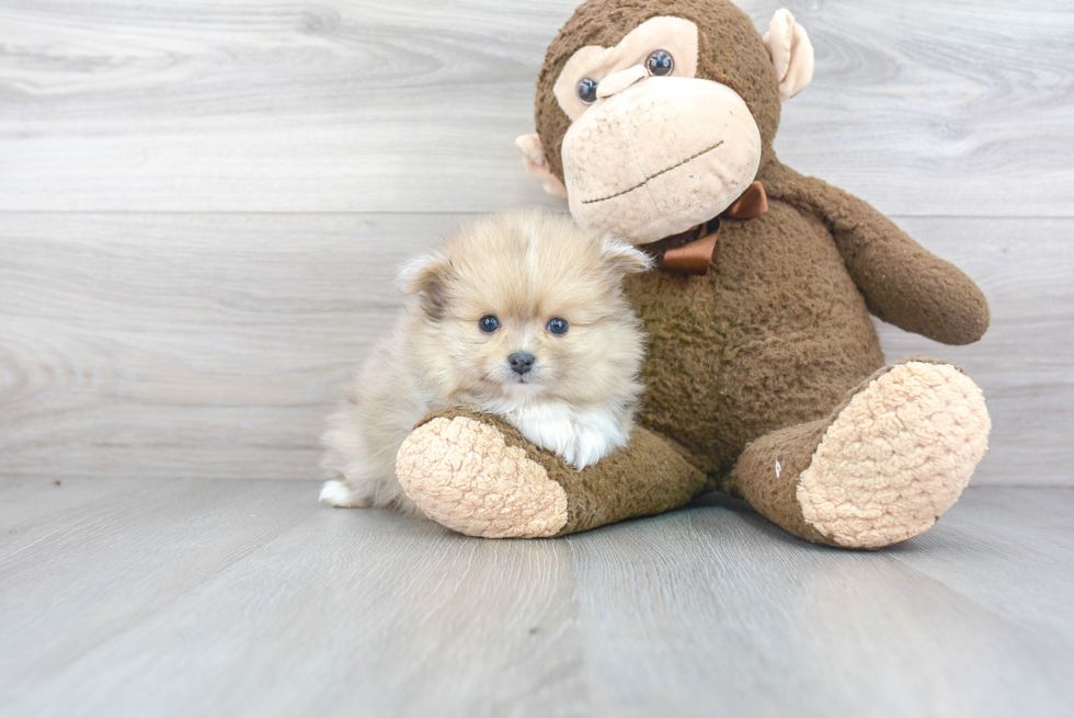 Playful Pomeranian Baby