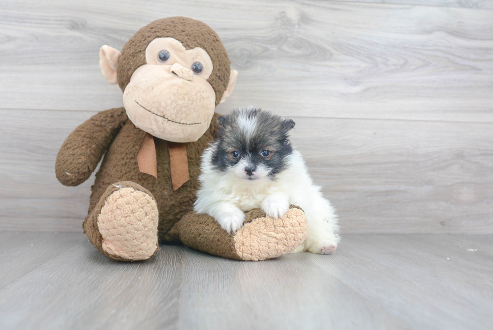 Friendly Pomeranian Purebred Pup