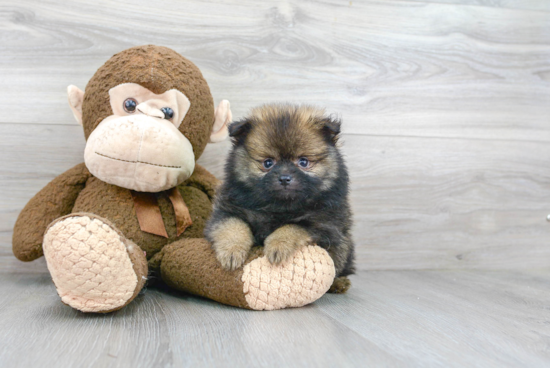 Hypoallergenic Pomeranian Baby