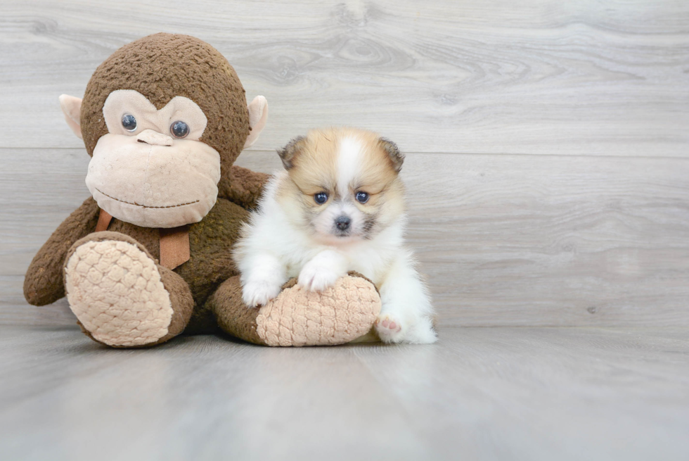 Friendly Pomeranian Purebred Pup