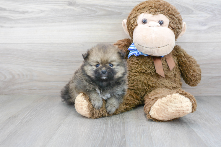 Cute Pomeranian Purebred Pup