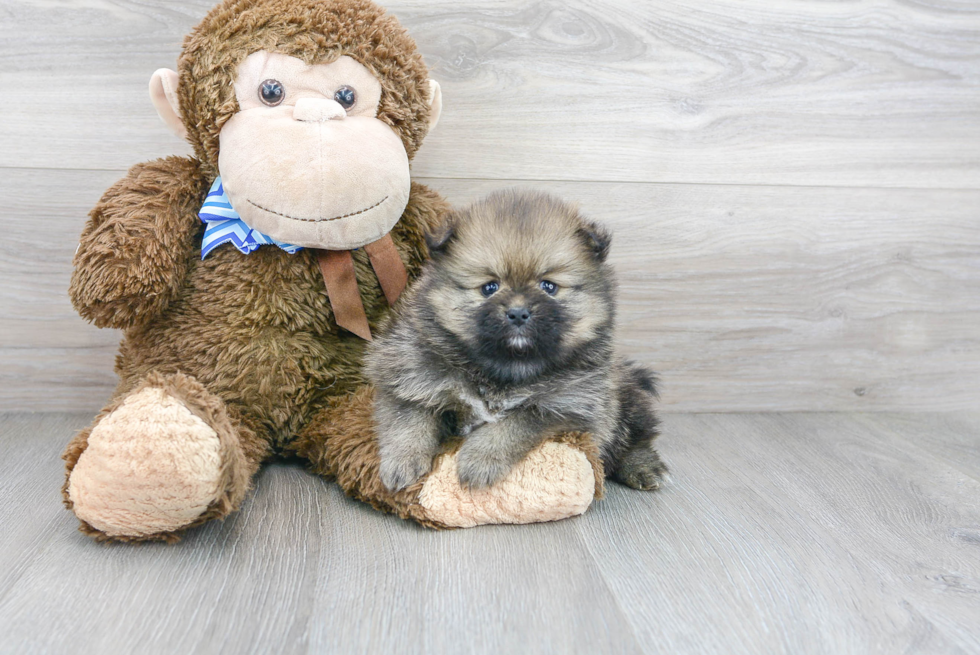 Cute Pomeranian Baby