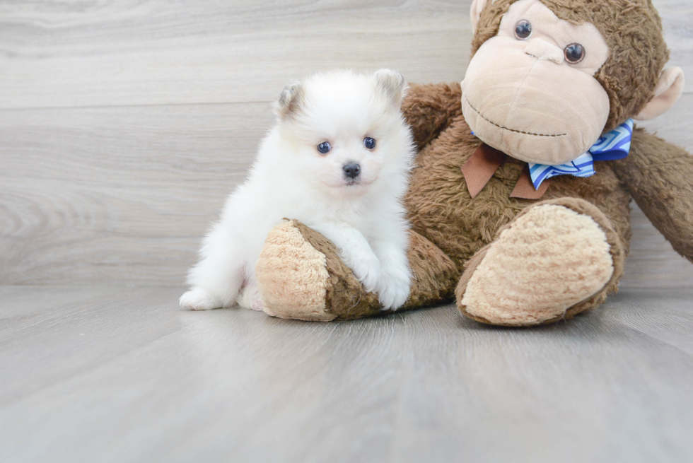 Funny Pomeranian Purebred Pup