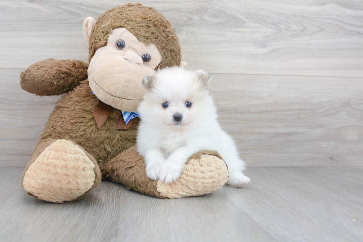 Happy Pomeranian Purebred Puppy