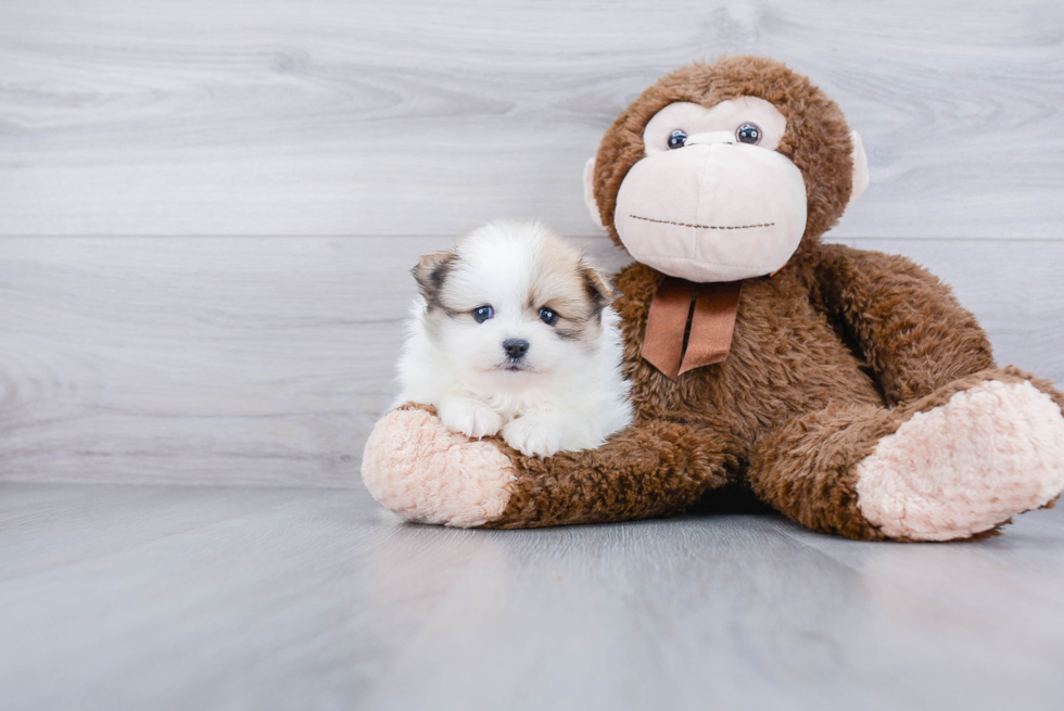 Hypoallergenic Pomeranian Baby