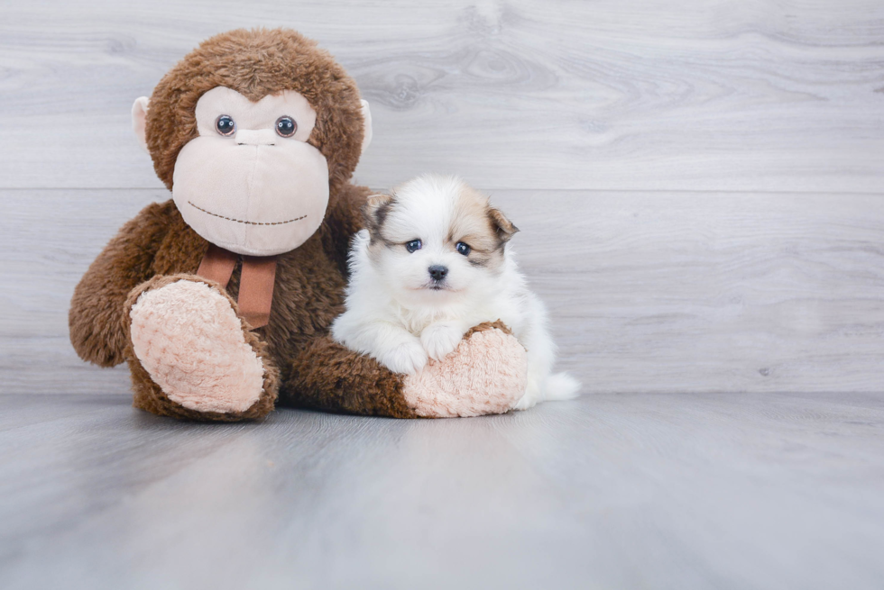 Energetic Pomeranian Purebred Puppy