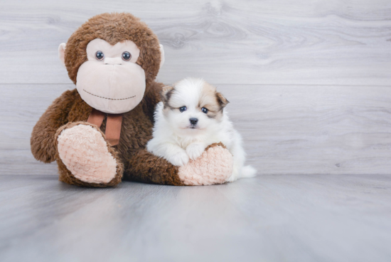 Energetic Pomeranian Purebred Puppy