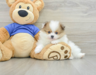 6 week old Pomeranian Puppy For Sale - Premier Pups