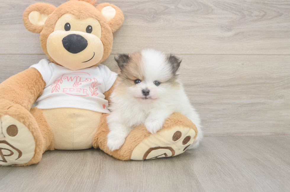 5 week old Pomeranian Puppy For Sale - Premier Pups