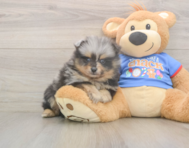 7 week old Pomeranian Puppy For Sale - Premier Pups