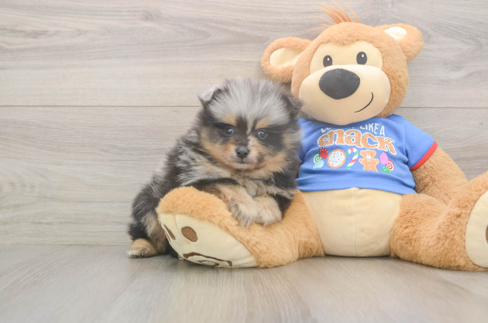 5 week old Pomeranian Puppy For Sale - Premier Pups