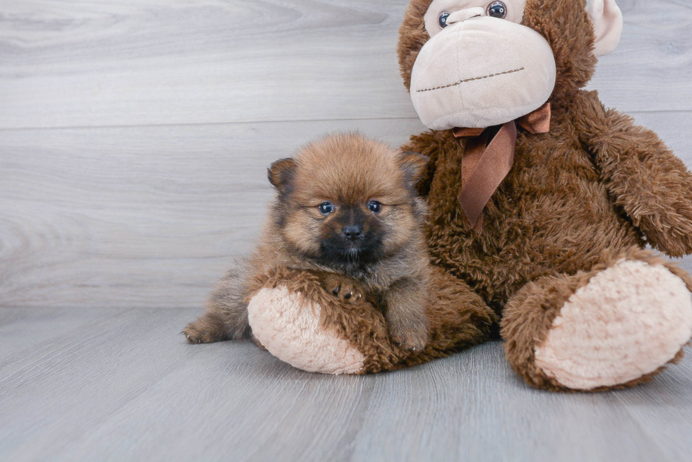 Sweet Pomeranian Purebred Puppy