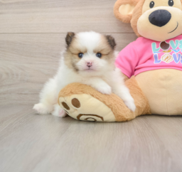 5 week old Pomeranian Puppy For Sale - Premier Pups