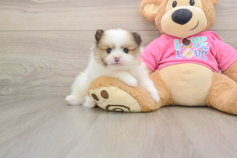 Small Pomeranian Purebred Pup