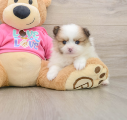 5 week old Pomeranian Puppy For Sale - Premier Pups