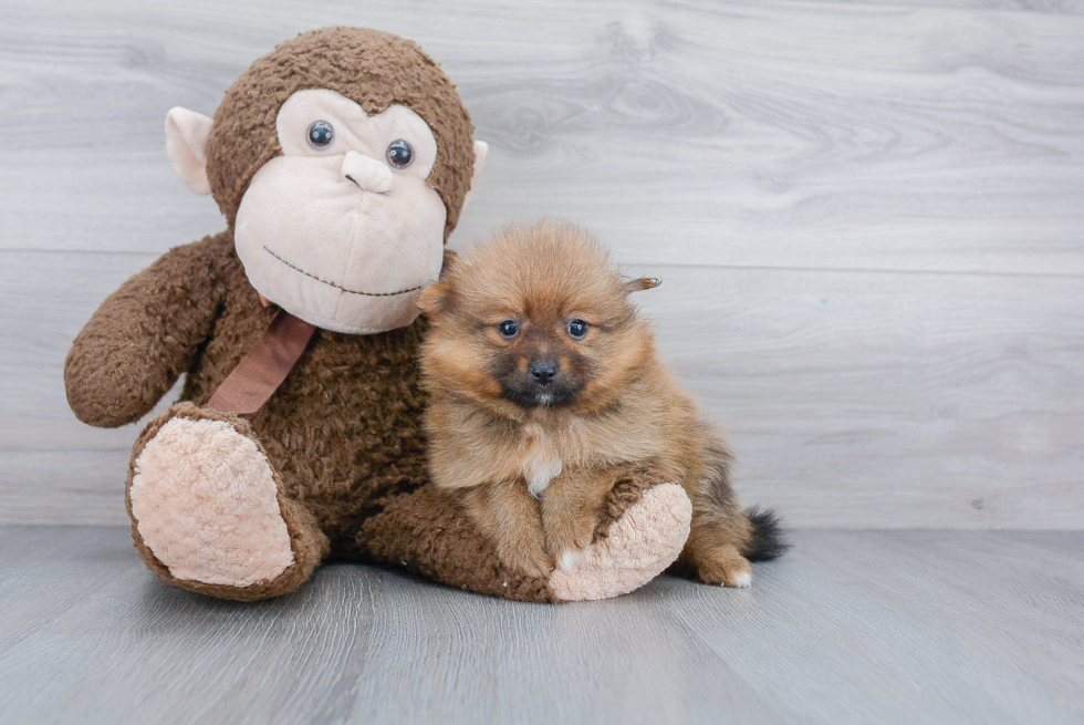 Smart Pomeranian Purebred Puppy