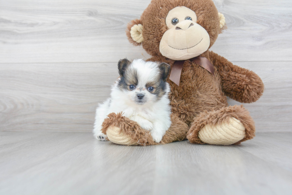 Little Pomeranian Purebred Pup