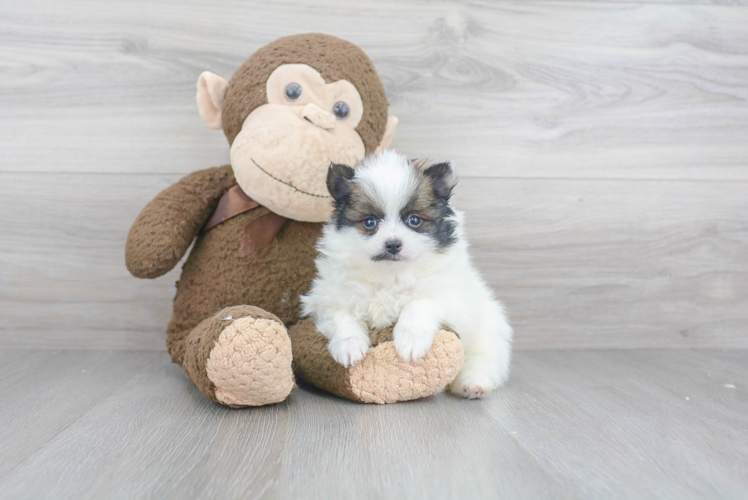 Petite Pomeranian Purebred Puppy