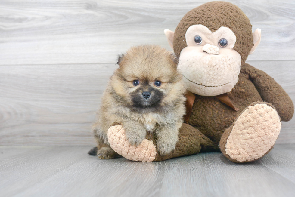 Small Pomeranian Purebred Pup