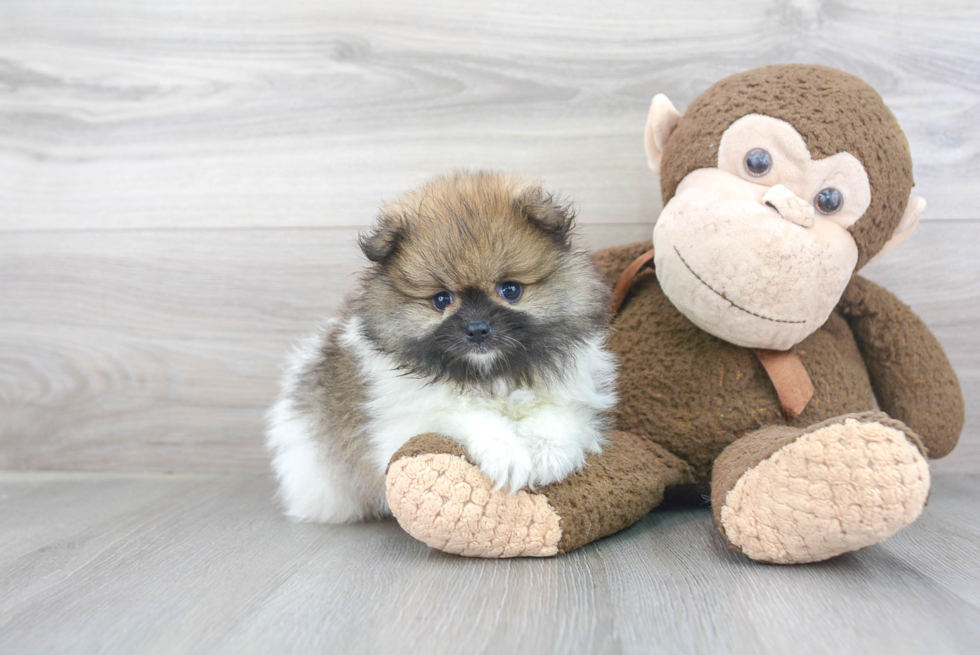 Little Pomeranian Purebred Pup