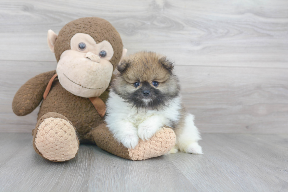 Energetic Pomeranian Purebred Puppy