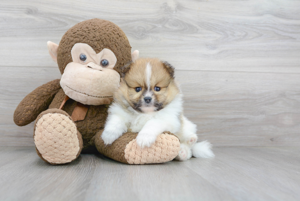 Adorable Pomeranian Purebred Puppy