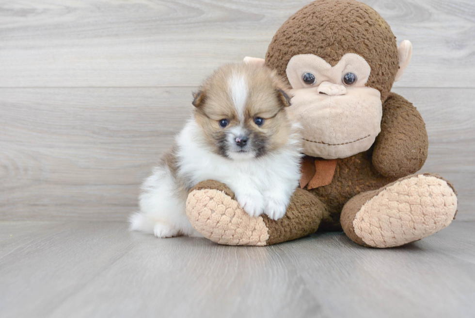 Sweet Pomeranian Purebred Puppy