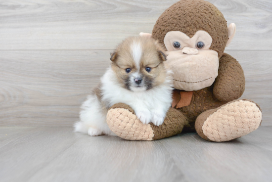 Sweet Pomeranian Purebred Puppy