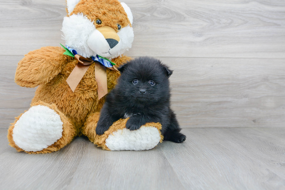 Pomeranian Puppy for Adoption