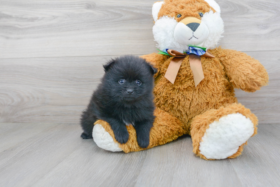 Akc Registered Pomeranian Baby