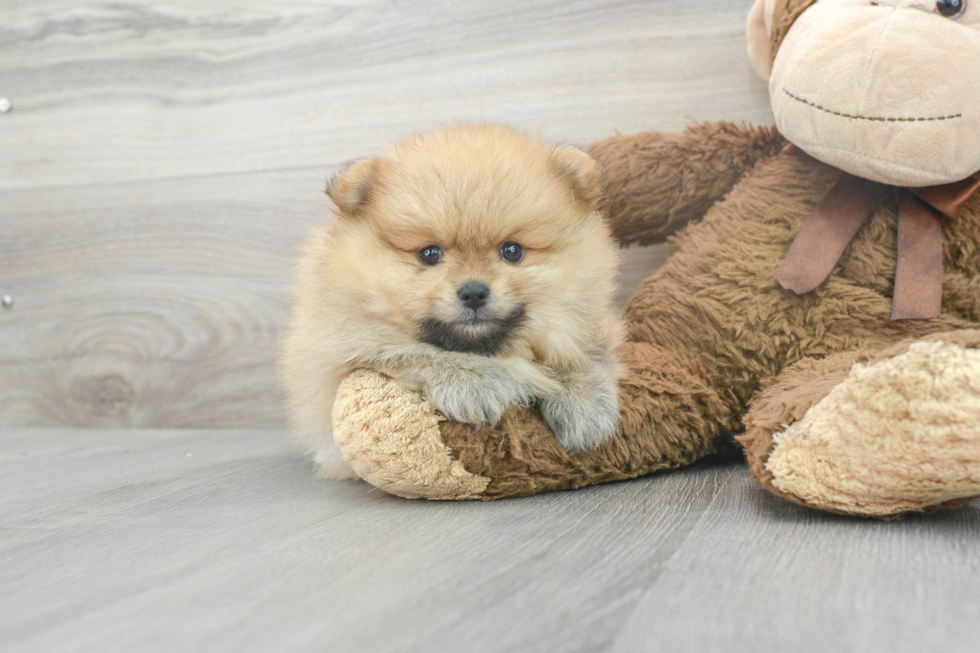 Adorable Pomeranian Purebred Puppy