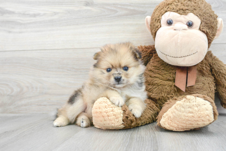 Smart Pomeranian Purebred Puppy