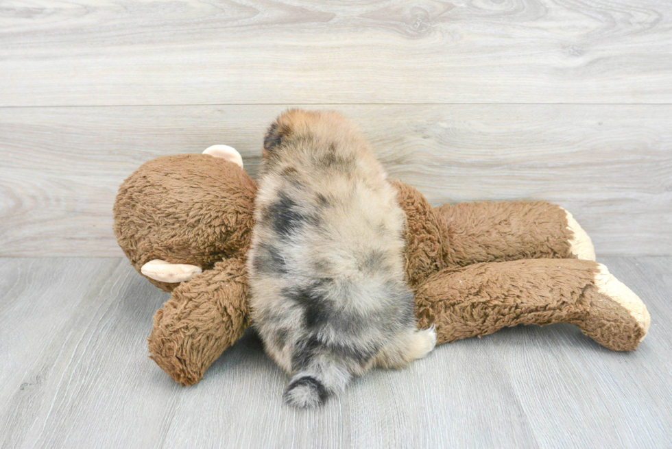 Cute Pomeranian Purebred Puppy