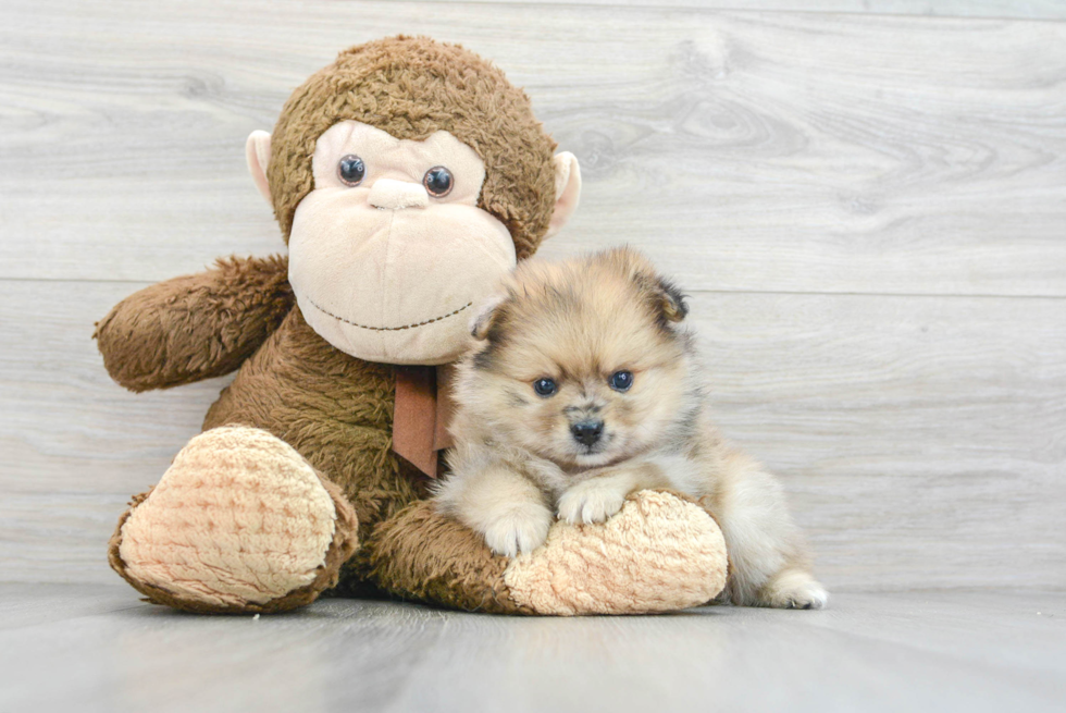 Fluffy Pomeranian Purebred Puppy