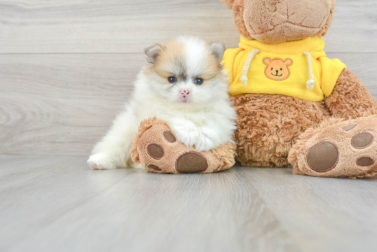 Hypoallergenic Pomeranian Baby