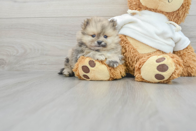 Funny Pomeranian Purebred Pup