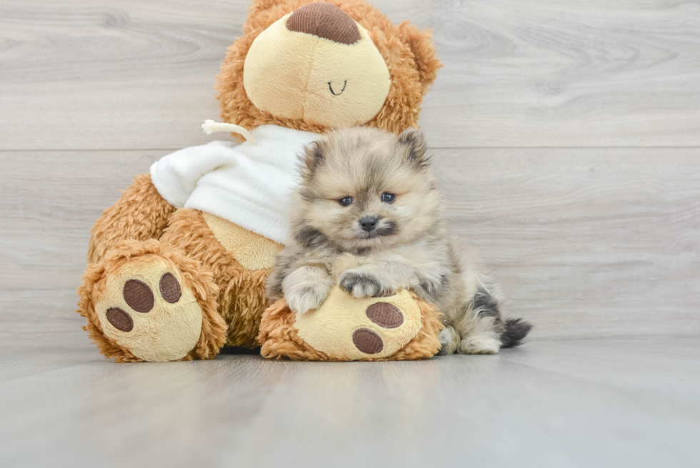 Pomeranian Pup Being Cute