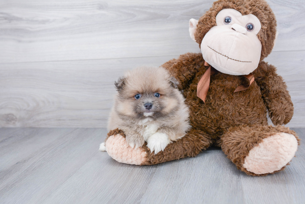 Friendly Pomeranian Baby