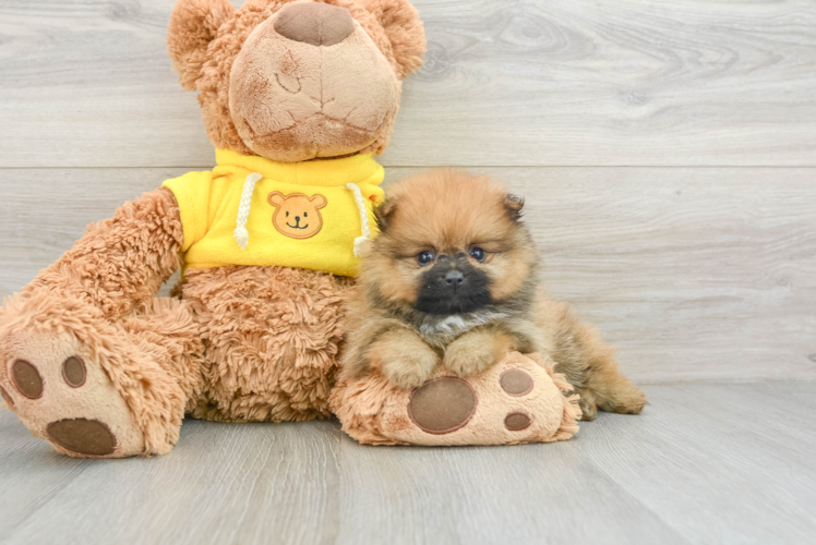 Energetic Swergspitz Purebred Puppy