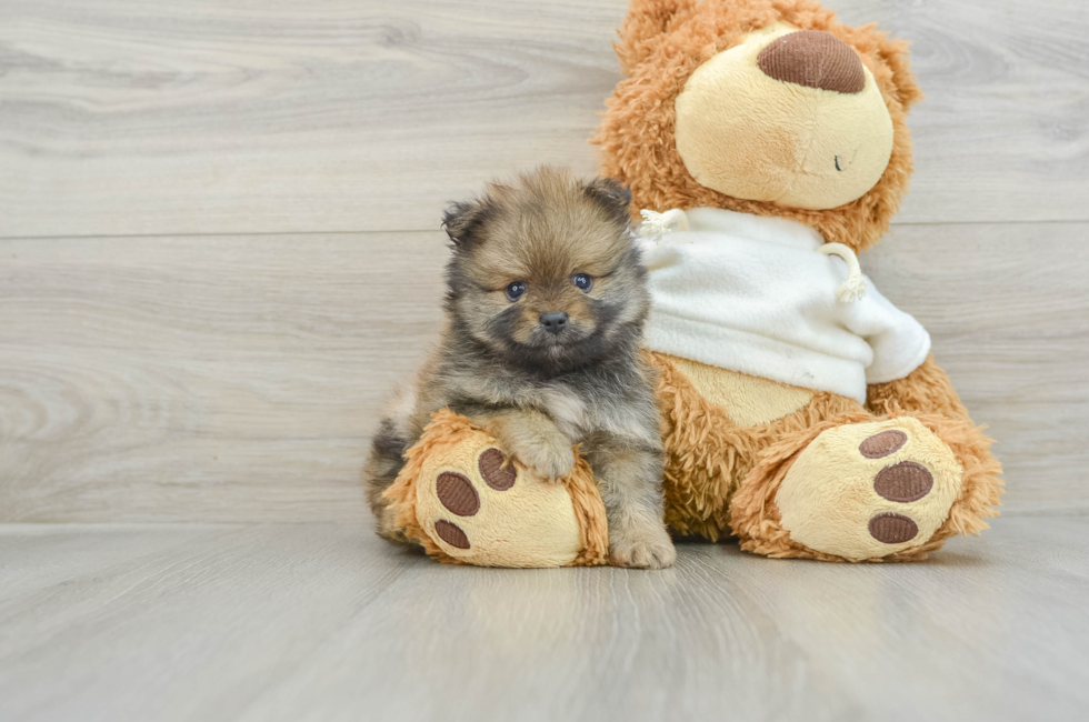 6 week old Pomeranian Puppy For Sale - Premier Pups