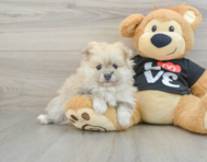 7 week old Pomeranian Puppy For Sale - Premier Pups