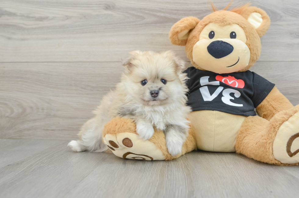 8 week old Pomeranian Puppy For Sale - Premier Pups