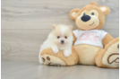 Pomeranian Pup Being Cute