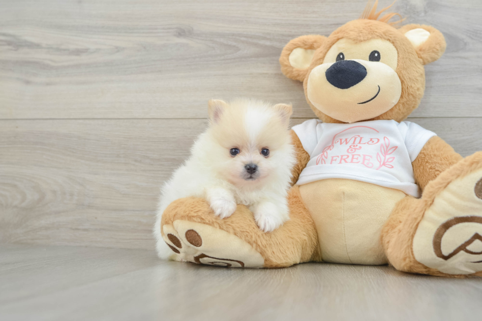 Pomeranian Pup Being Cute