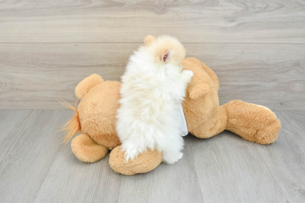 Best Pomeranian Baby
