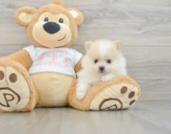 7 week old Pomeranian Puppy For Sale - Premier Pups