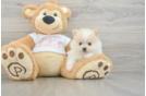 Friendly Pomeranian Purebred Pup