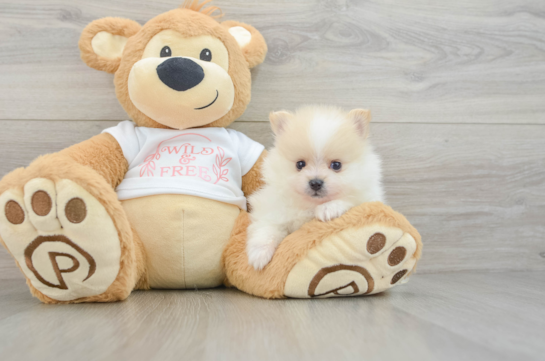 Friendly Pomeranian Purebred Pup